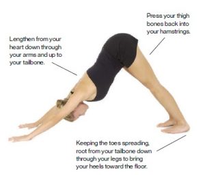 downward-facing-dog-standing-postures-in-hatha-yoga-f3